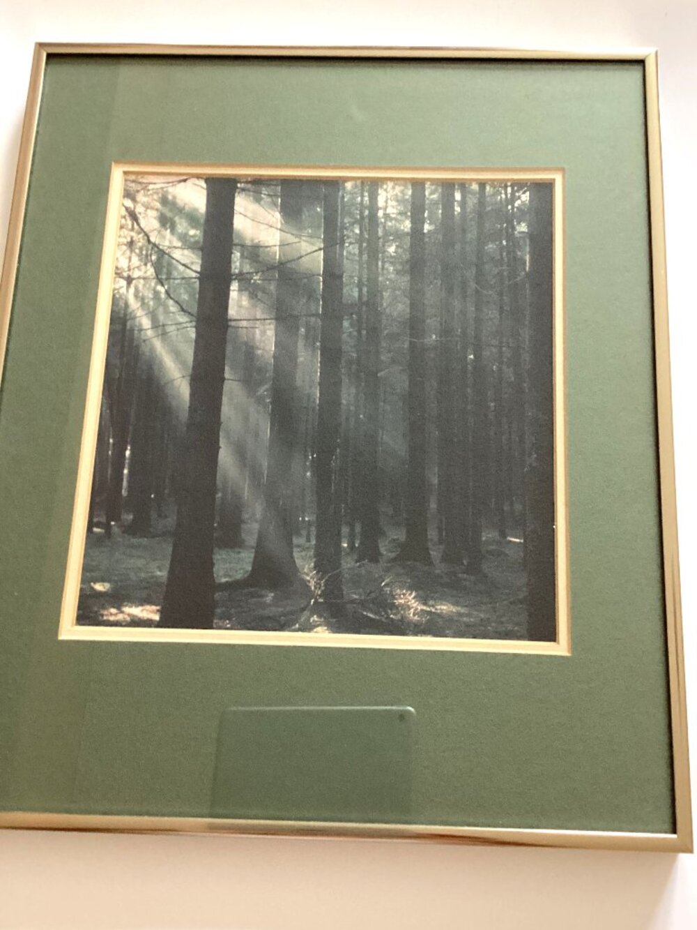 Wall Art Hanging Print Picture Forest Woods Scene Trees Home Decor